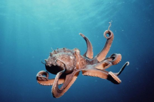 Ośmiornica Ośmiornica